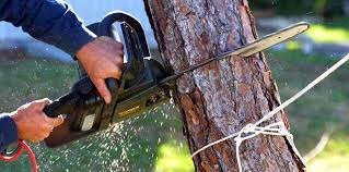 Reliable Laurel Park, NC Tree Services Solutions